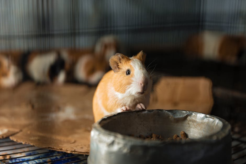 Najbolji Dodaci ishrani i hrana za glodare