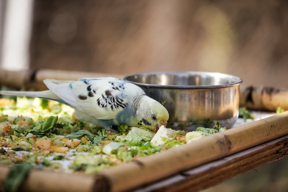 Najbolji Dodaci ishrani i poslastice za ptice
